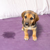 A sad-looking puppy sitting on a bed with a visible urine spot, illustrating common dog bed-wetting behavior.