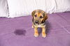 A sad-looking puppy sitting on a bed with a visible urine spot, illustrating common dog bed-wetting behavior.