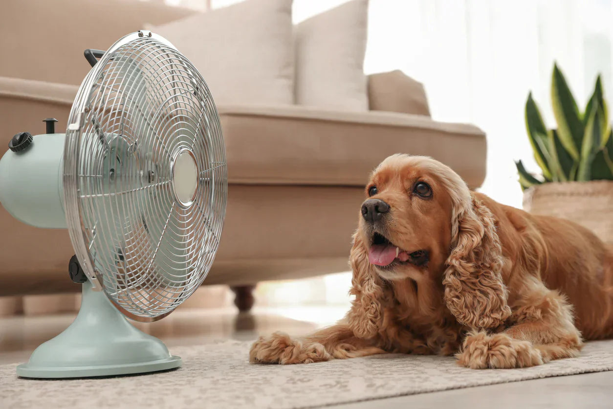Dog cooling off indoors while lying in front of an electric fan on a hot day