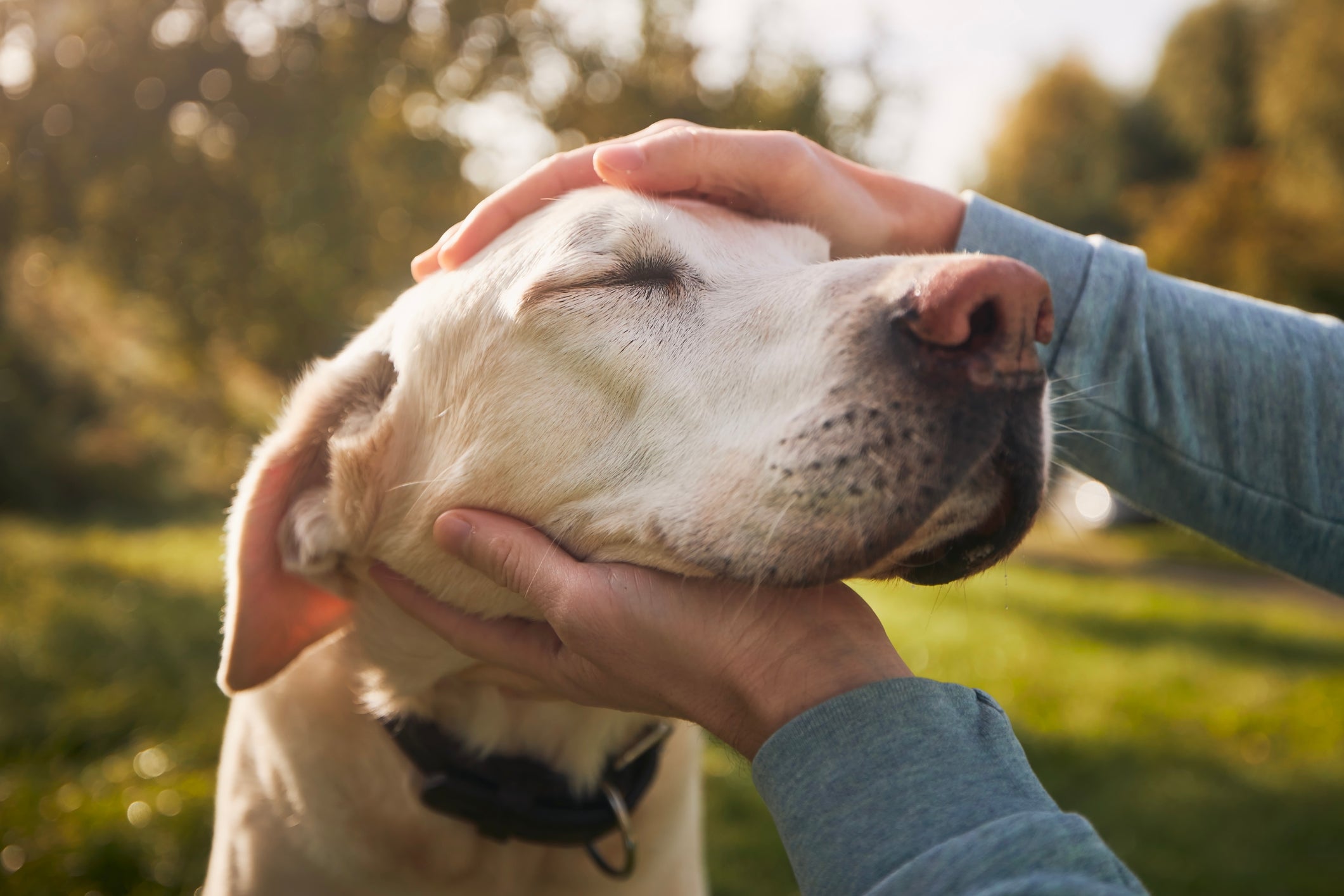 The Ultimate Guide to Dog Playpen Safety for Senior Dogs