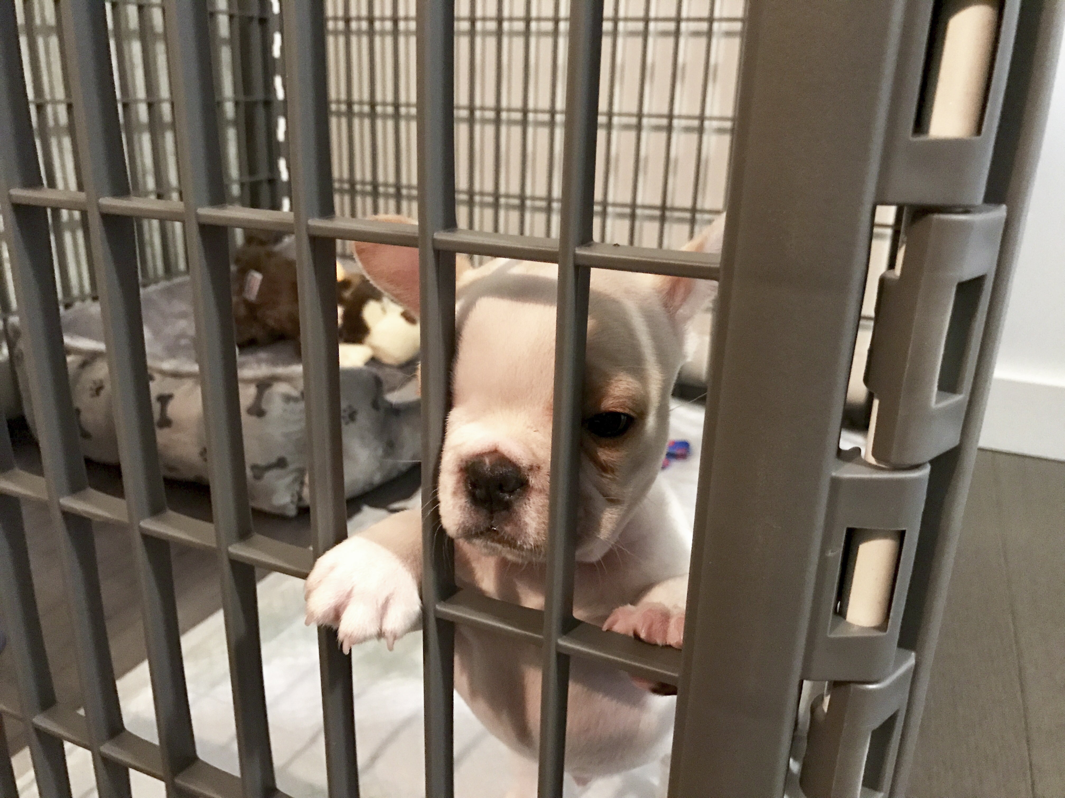 Small white puppy inside indoor dog playpen, secure puppy pen with narrow bar spacing to prevent escape