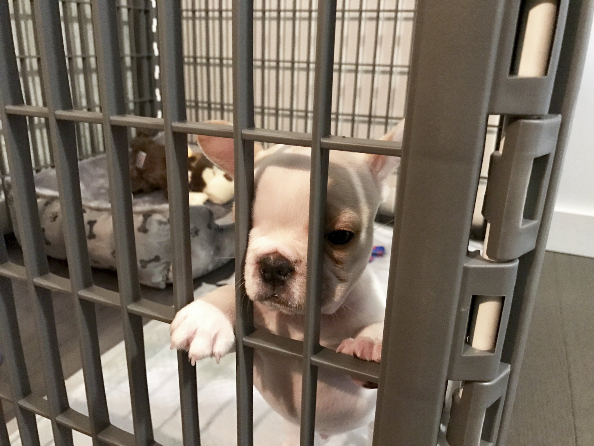 Small white puppy inside indoor dog playpen, secure puppy pen with narrow bar spacing to prevent escape