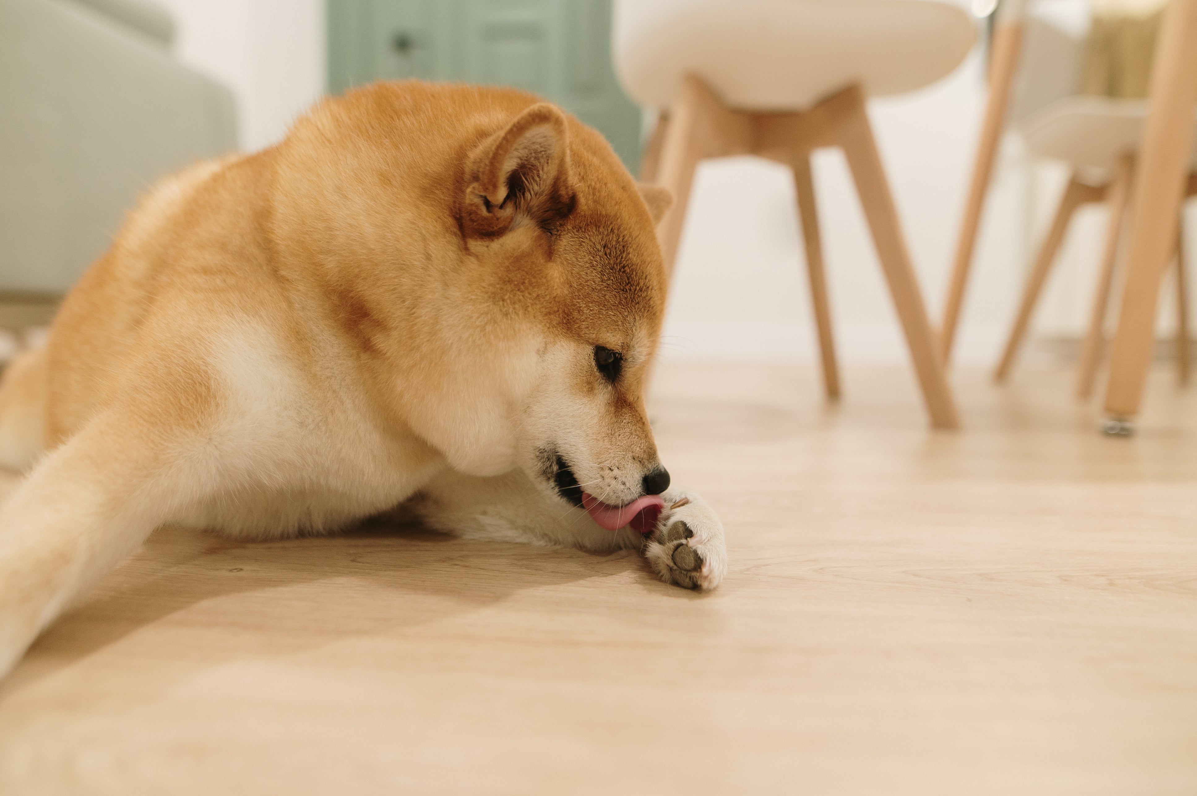 A Shiba Inu lying on the floor while licking its paw, showing signs of paw irritation or grooming behavior.