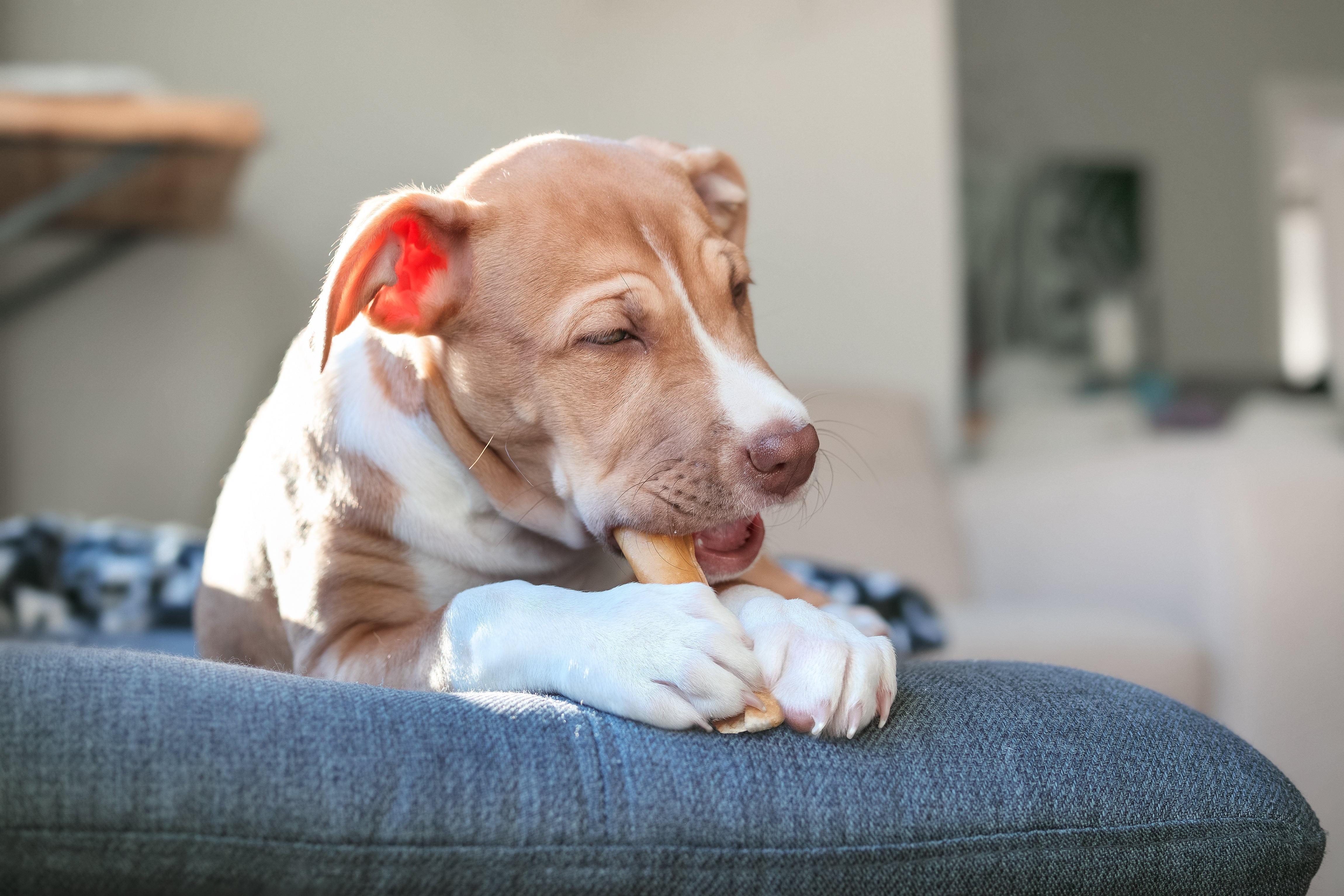 Cute Pitbull puppy with white and light brown fur holding a small dog bone treat with its paws, lying on a grey cushion in a sunny indoor setting