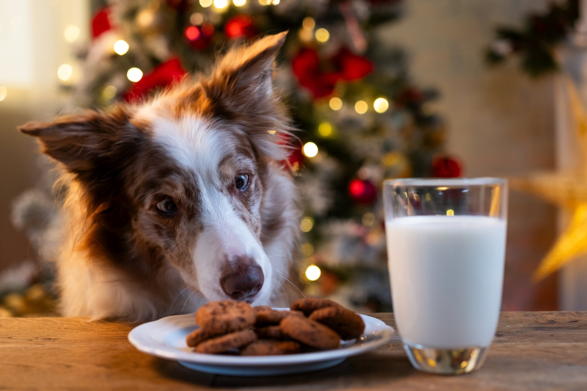 A dog looking at a plate of cookies and a glass of milk on a table, with a decorated Christmas tree glowing softly in the background.