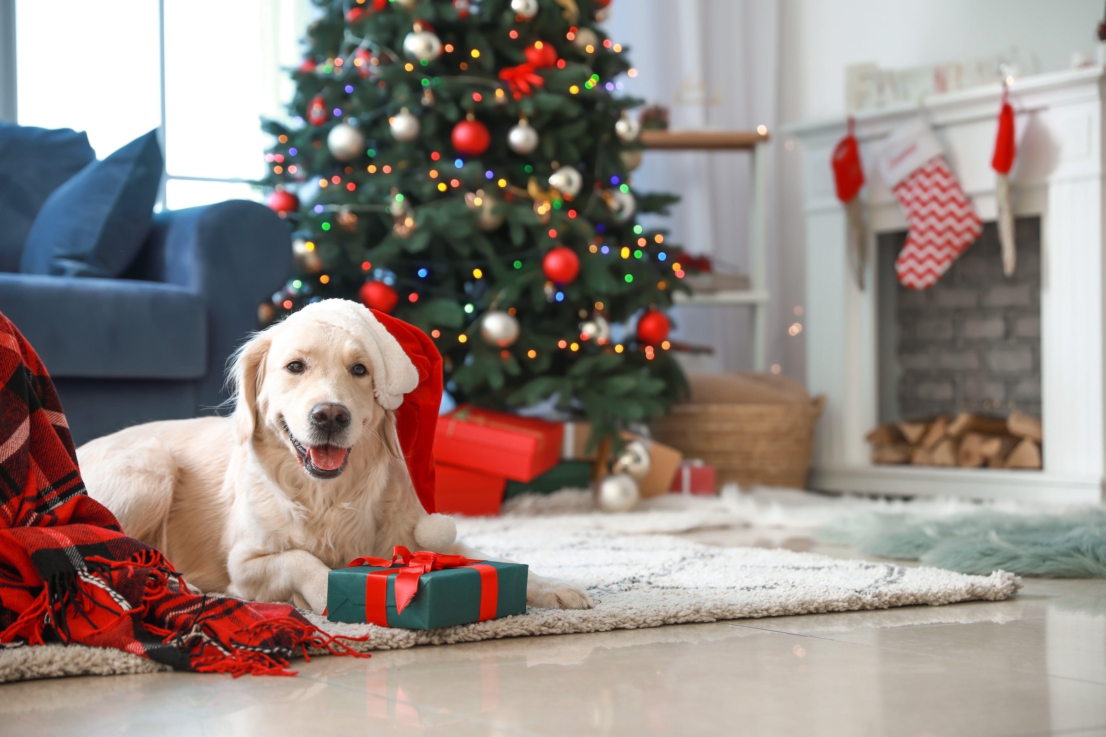 A Golden Retriever wearing a Santa hat lying on the floor next to a wrapped gift, with a decorated Christmas tree and cozy holiday decor behind it.