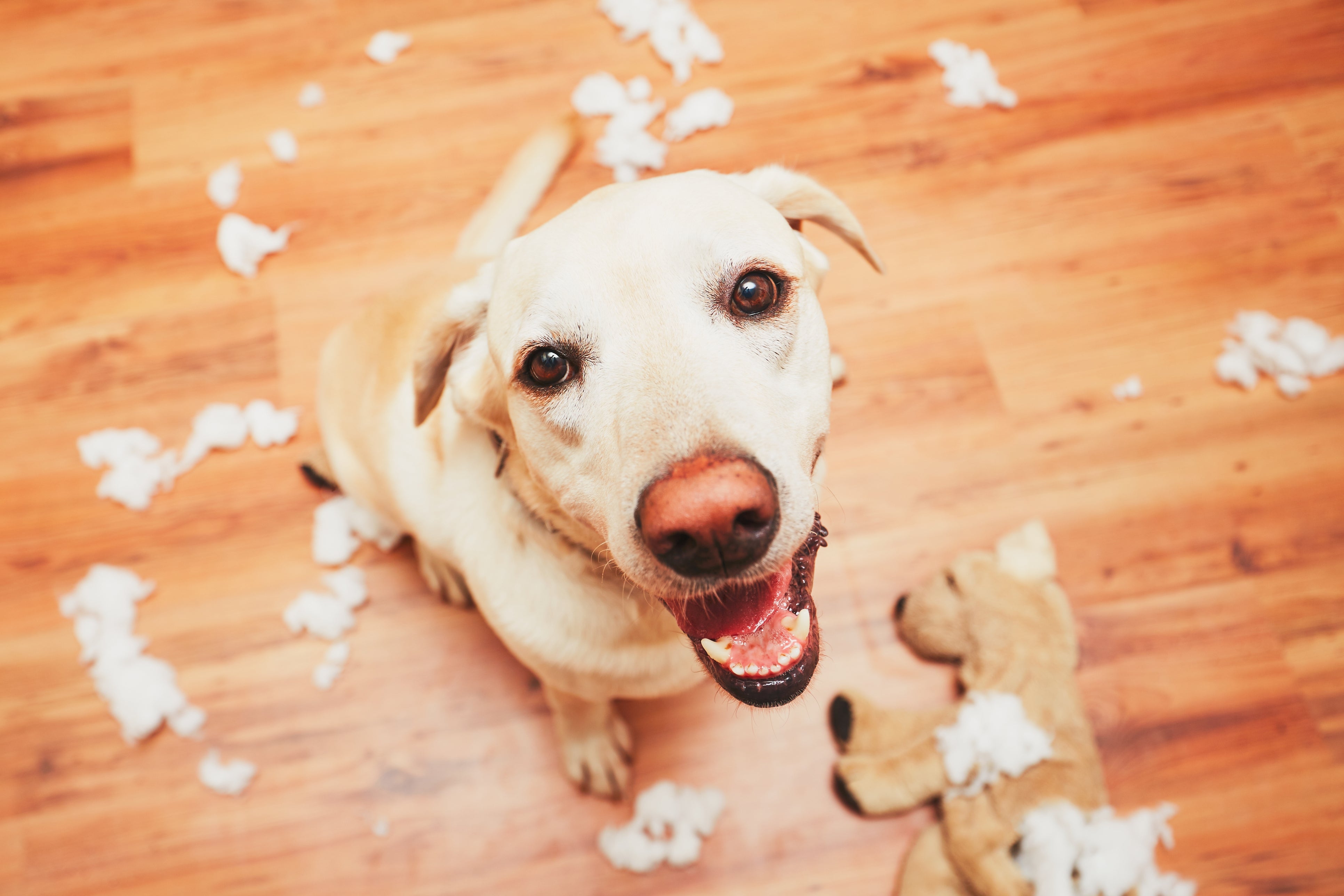 A happy cream-colored dog sitting amidst white fluff after tearing apart a plush toy on a hardwood floor.