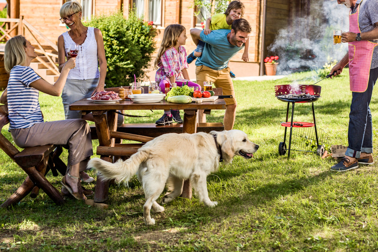 How to Use Dog Playpens During Family Gatherings