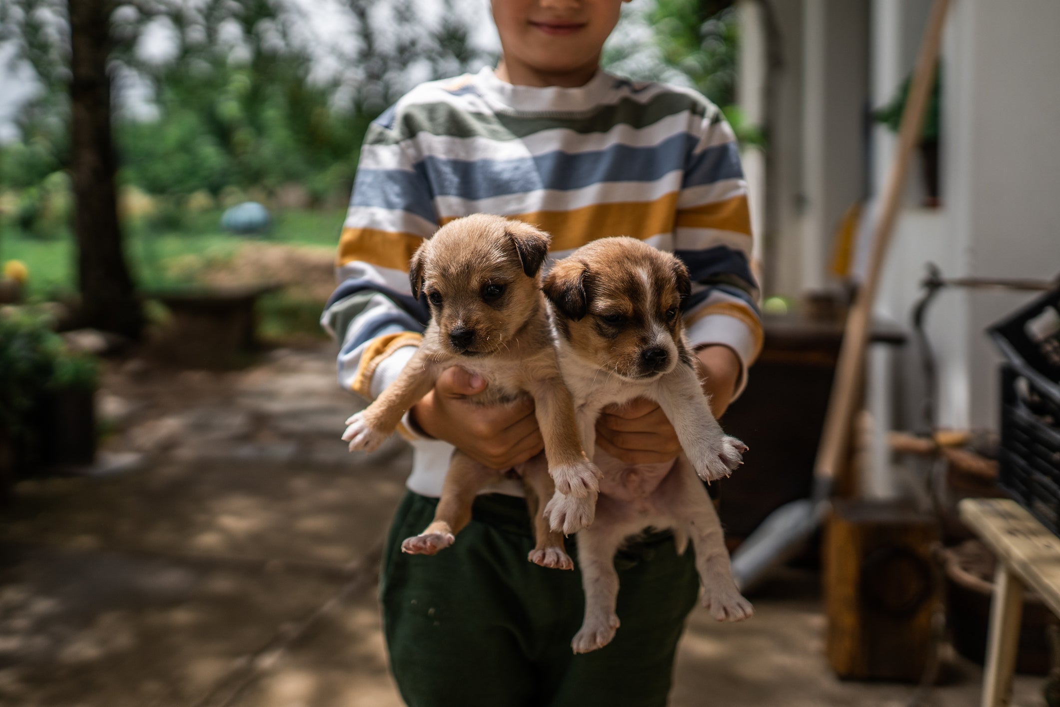 The Essential Puppy Kit to Prepare before Bringing a Puppy Home