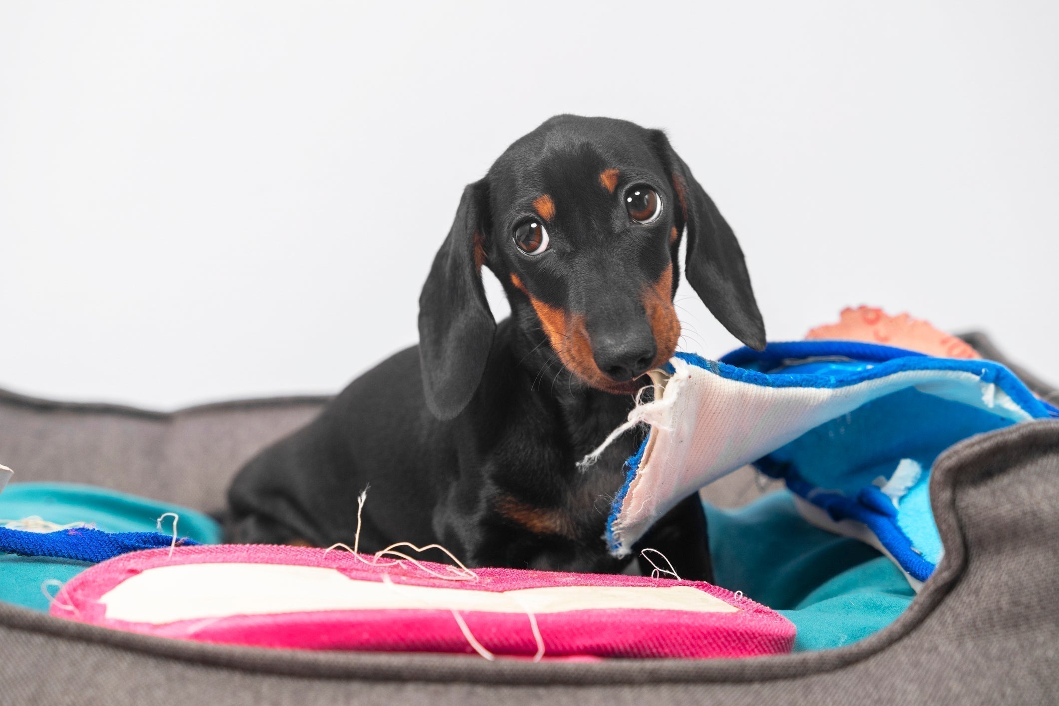 A puppy is chewing up the bed and it need a chew-proof bed instead.