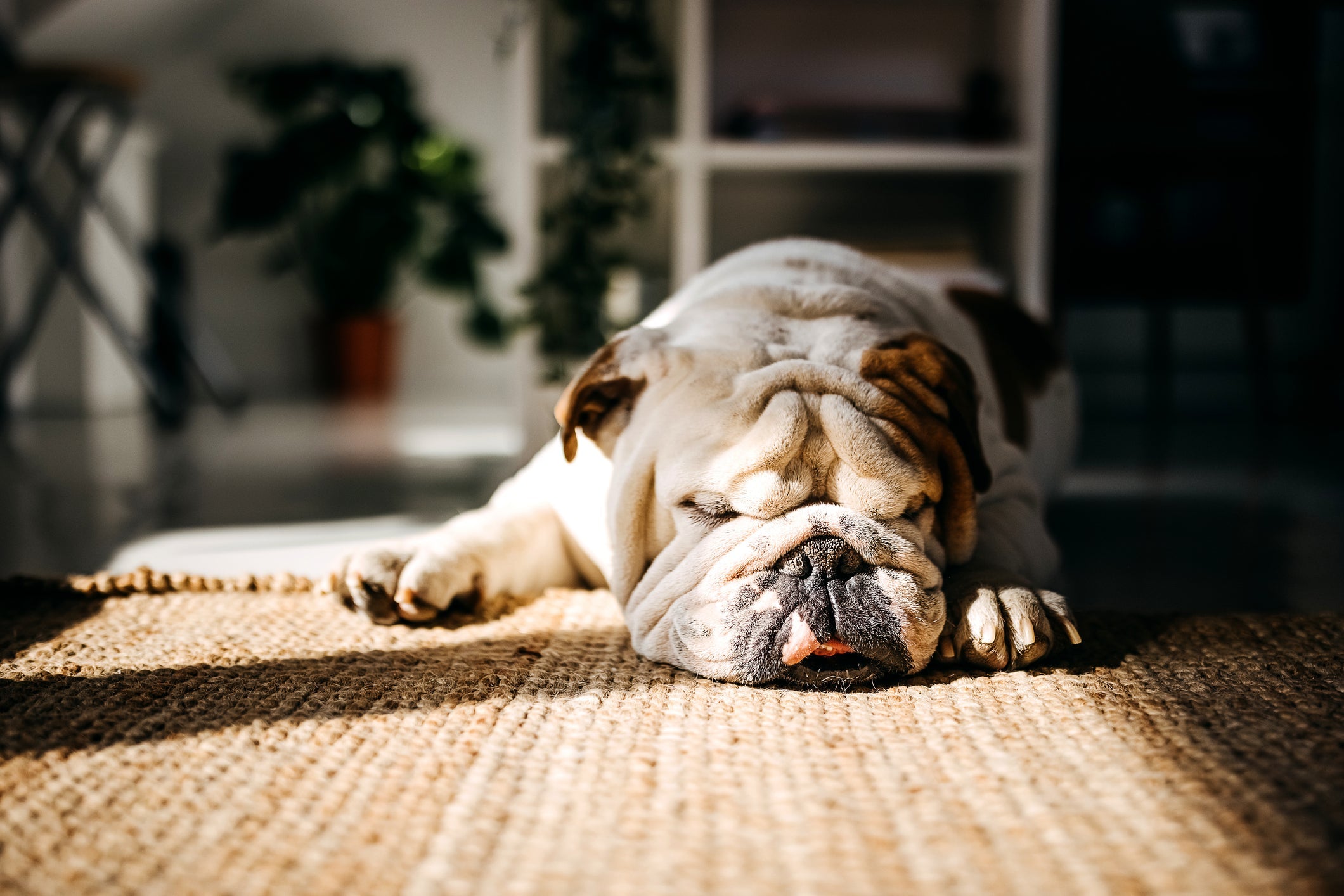 A Dog sleeping on the floor and need a perfect comfortable dog bed to sleep on