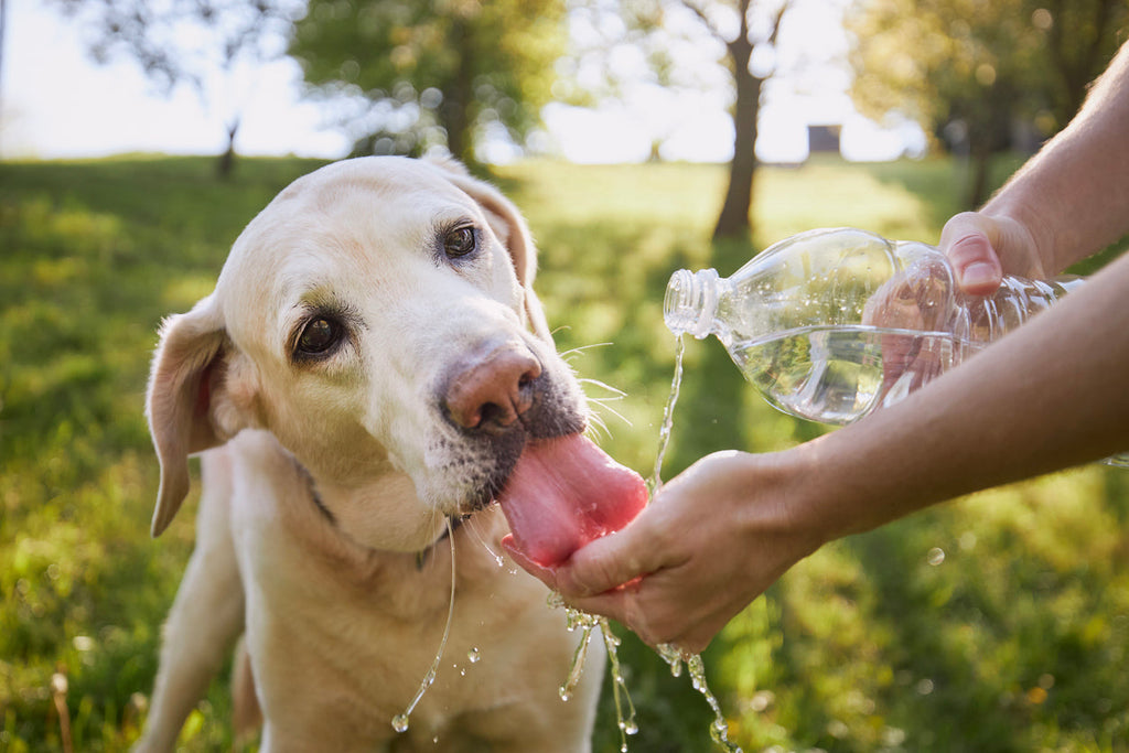 Essential Overheat Protection Tips for Your Dogs