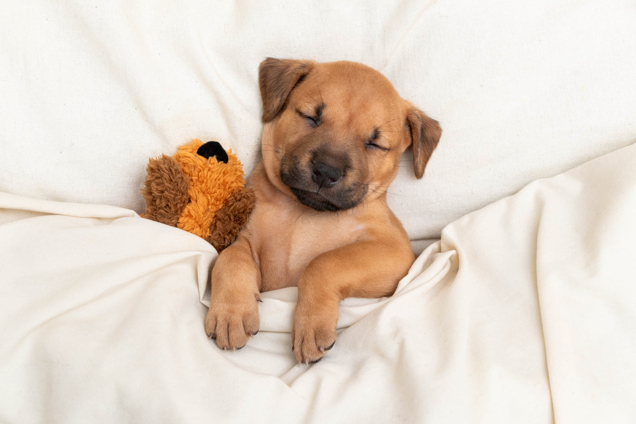 Puppy sleeping with his toy