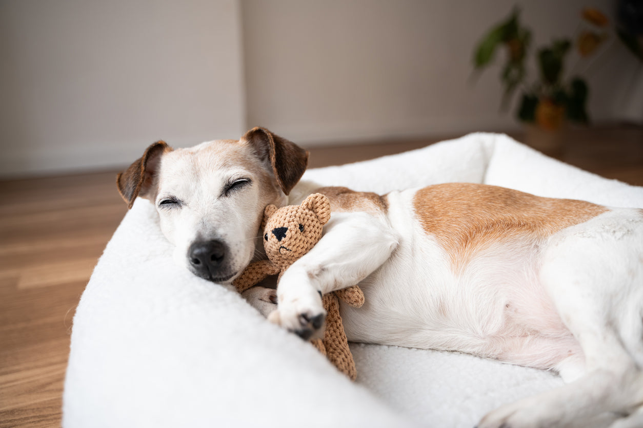 How to Achieve Puppy Calm Indoors with a Stable Daily Setup