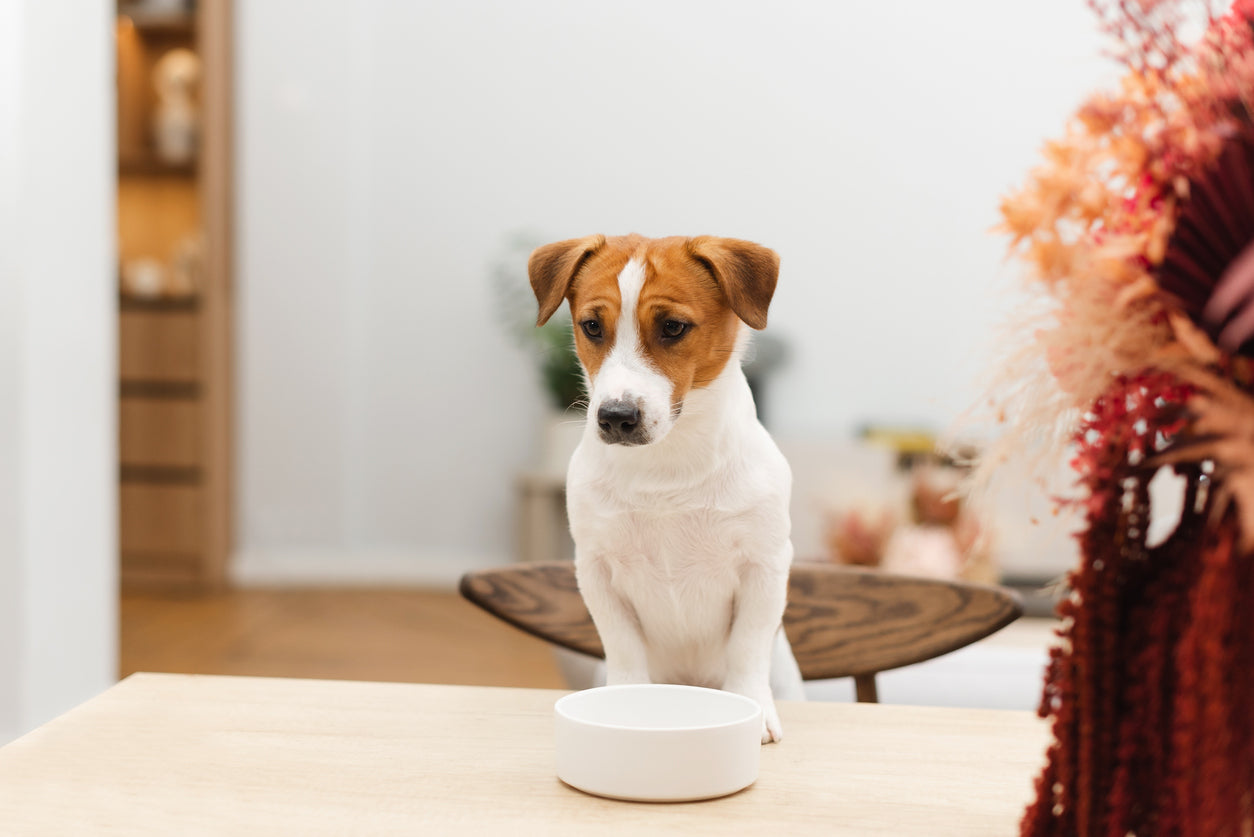 Jack Russell Terrier sitting at a table with an empty bowl
