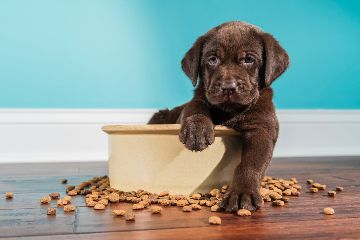 A chocolate Labrador puppy sitting inside a large food bowl with spilled kibble, showcasing the need for structured puppy feeding trainings.