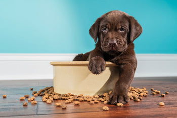 A chocolate Labrador puppy sitting inside a large food bowl with spilled kibble, showcasing the need for structured puppy feeding trainings.