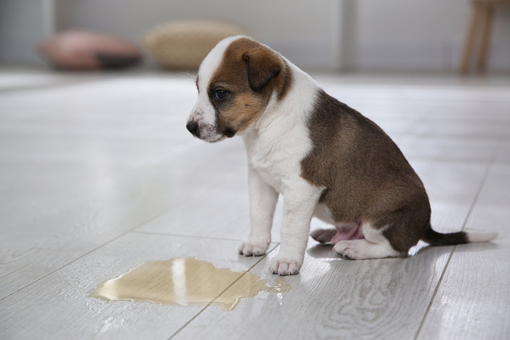 Dogs need Potty Training