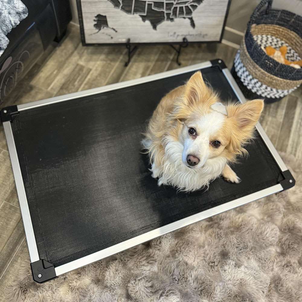 Chew-Proof Elevated Dog Bed for Your Chewer