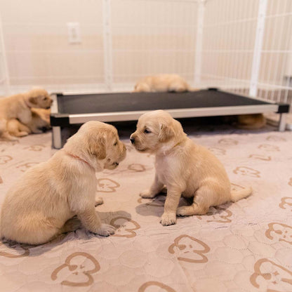 TitanNest Padded Chew-Proof Elevated Dog Bed for Your Chewer