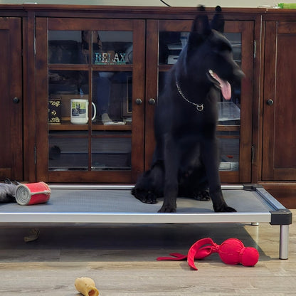 TitanNest Padded Chew-Proof Elevated Dog Bed for Your Chewer 50.0''L x 28.7"W x 7.3"H Grey FXW