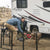 have fun with dogs when in camping with rollick dog fence