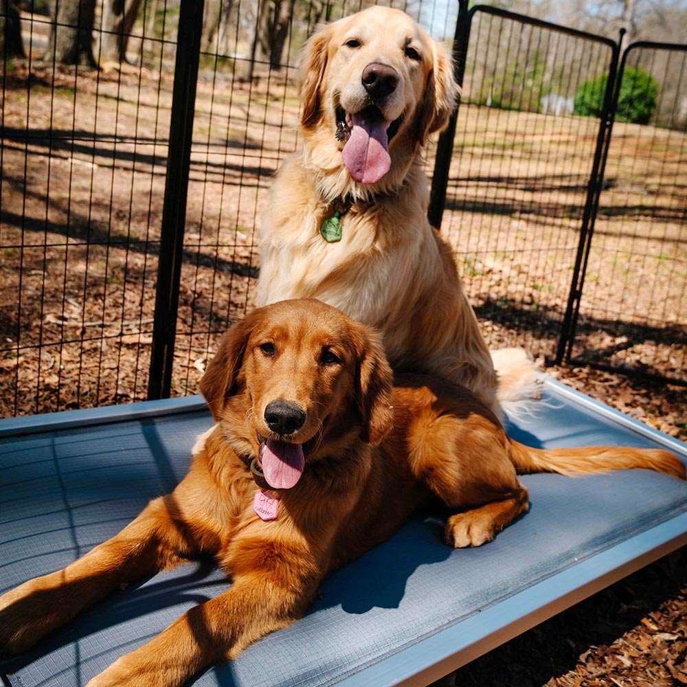 bed for dog