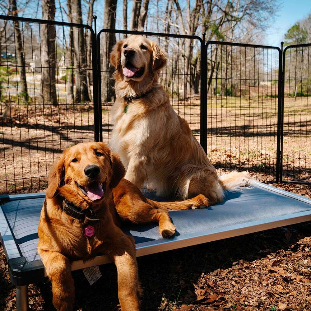 washable dog bed