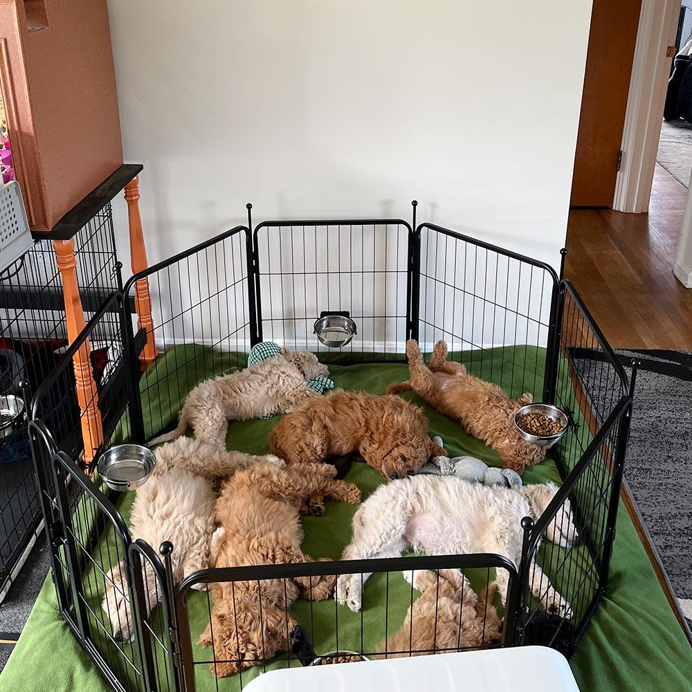 Rollick Dog Playpen for All-Terrain