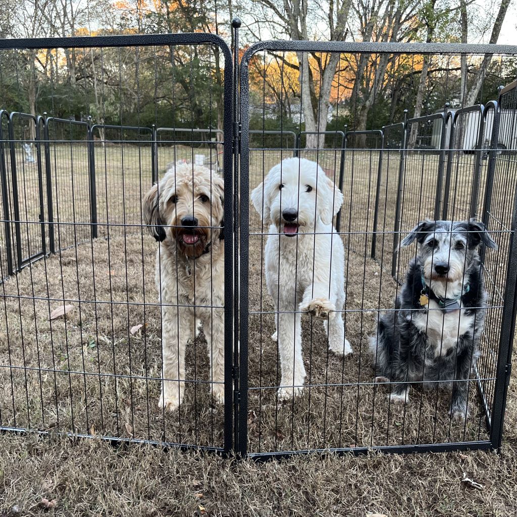 Aster Dog Playpen for Yard 40 inch 7 Panels & 1 Gate FXW