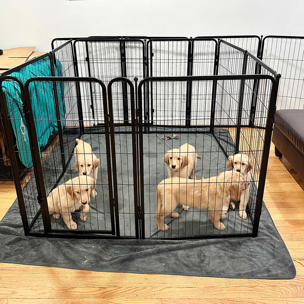 heavy duty dog crate