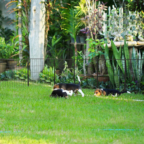 MiniPaws Dog Playpen Designed for Puppies/Small Dogs 32 inch 16 Panels FXW