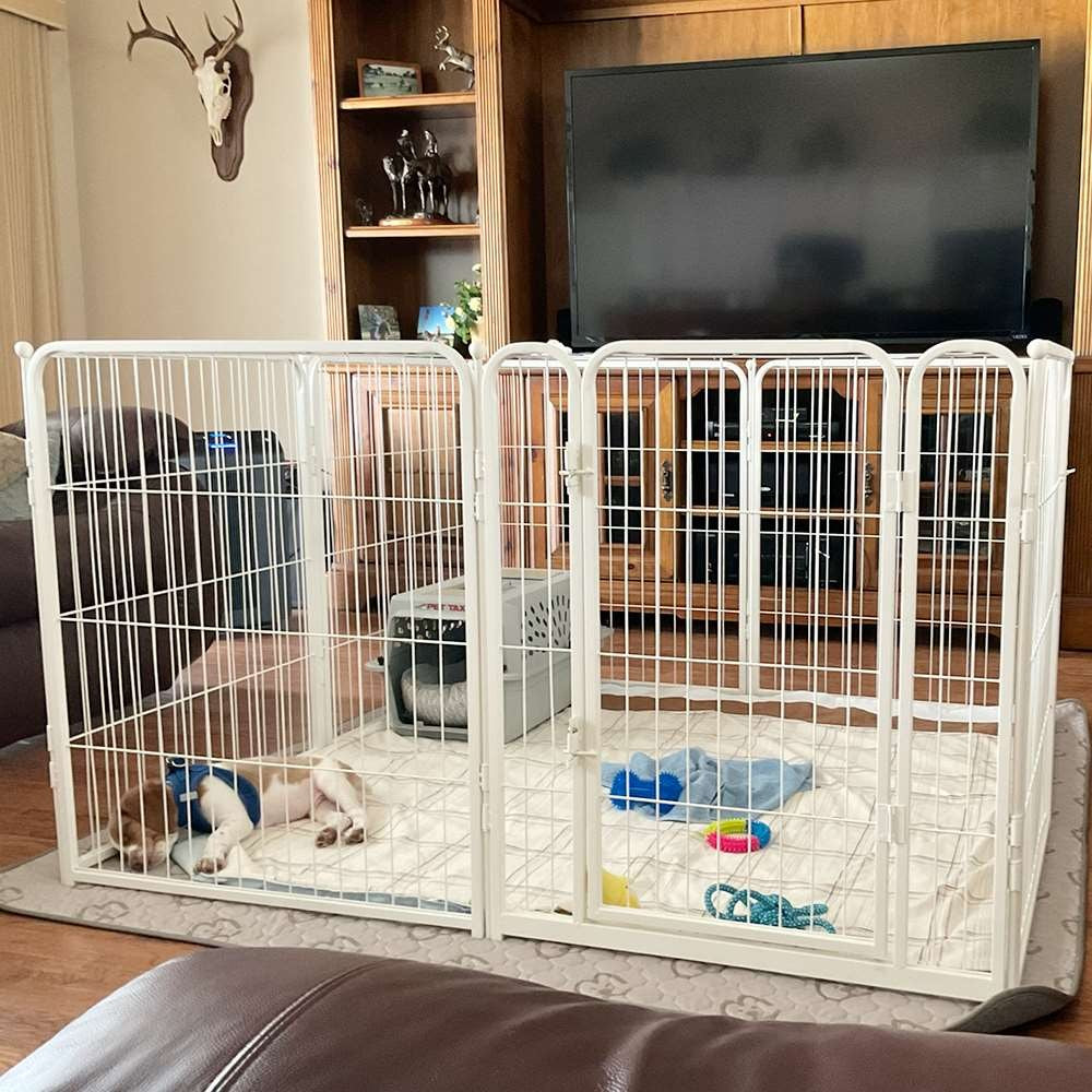 gate for dogs