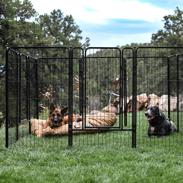 outside dog pen