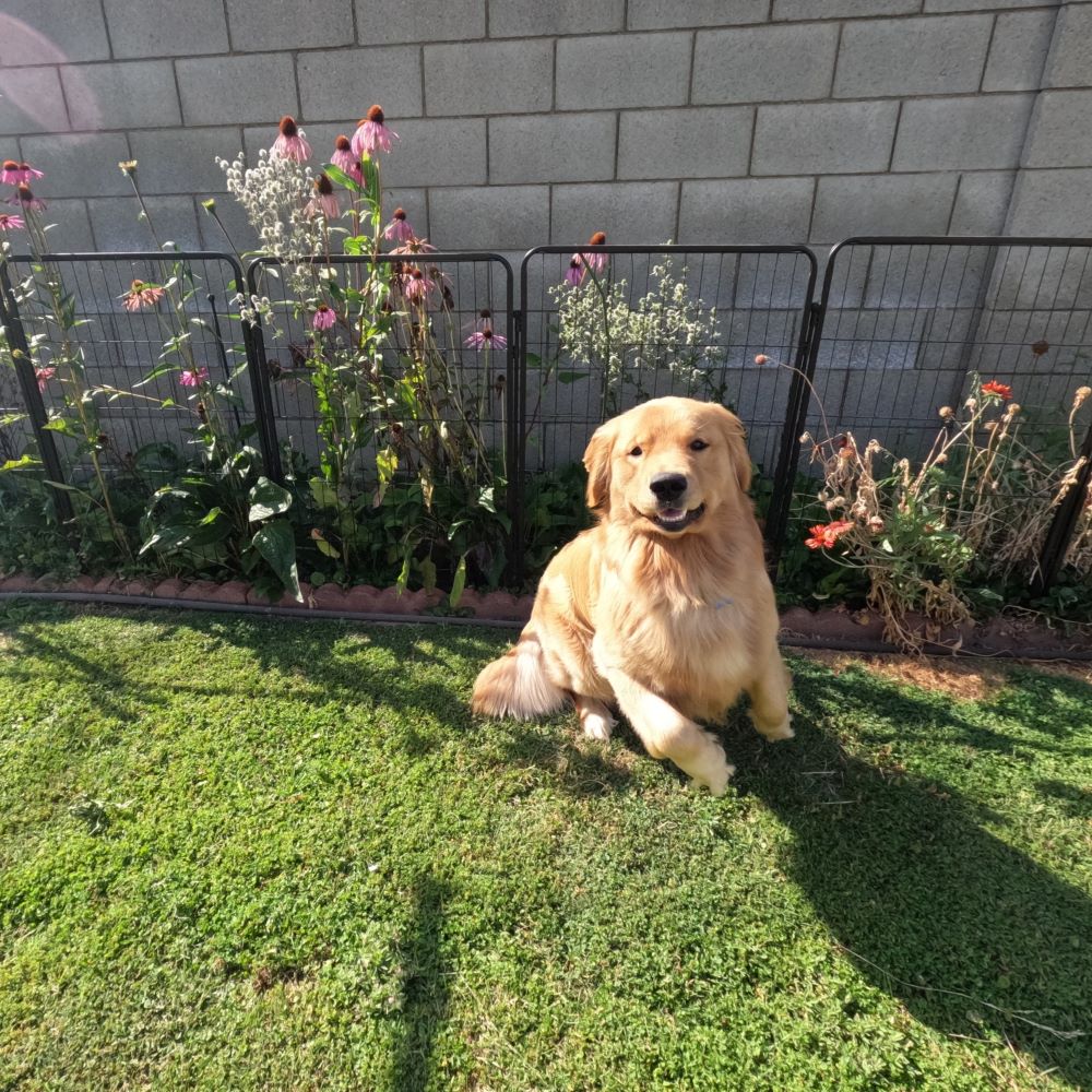 Rollick Dog Playpen for All-Terrain 40 inch 4 Panels FXW