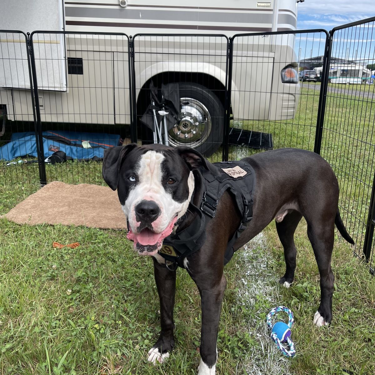 Rollick Dog Playpen for All-Terrain 45 inch 2 Panels FXW