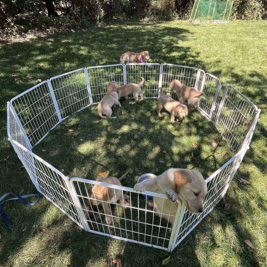 Photo inspiration: Fresh Look at Fxw Dog Garden Fence For Yard
