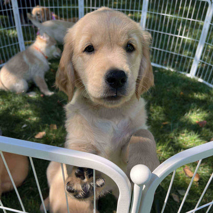 White Rollick Dog Playpen for All-Terrain FXW